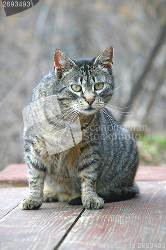Image of Grey cat