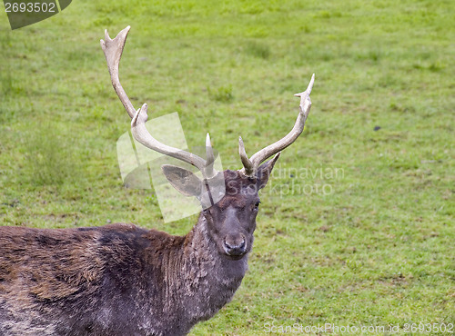 Image of Deer