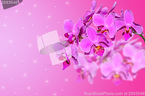 Image of Branch of lilac orchid flowers on gradient blurred background