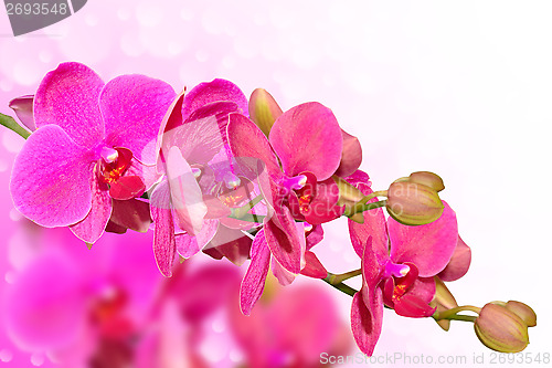 Image of Big purple orchid flowers branch on blurred bokeh