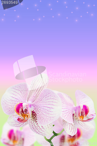 Image of Gentle spotted orchids on blurred gradient
