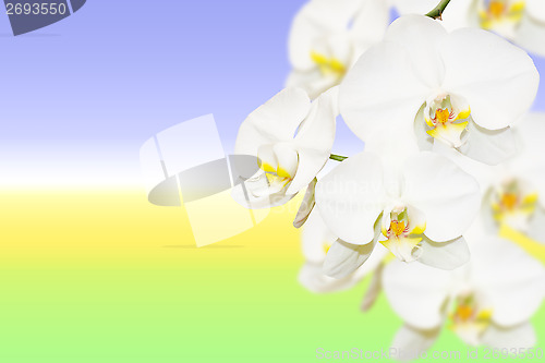 Image of Pure white orchid flowers on natural blurred gradient