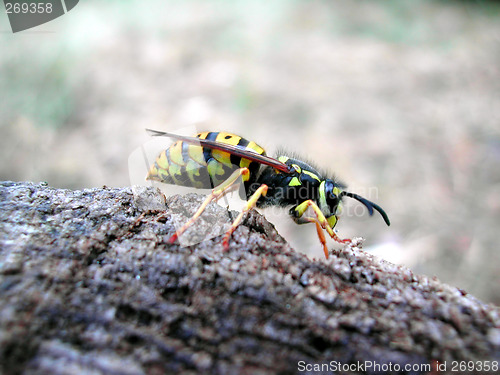 Image of Wasp