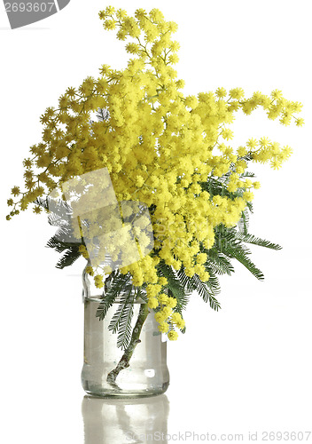 Image of Mimosa Acacia Dealbata Cutout