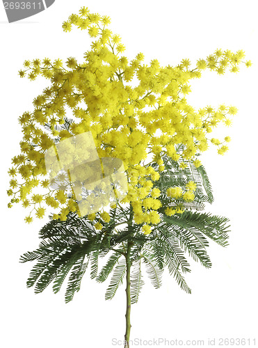Image of Mimosa Acacia Dealbata Cutout