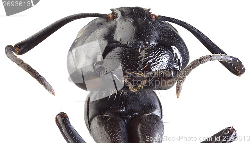 Image of Black Ant Cutout