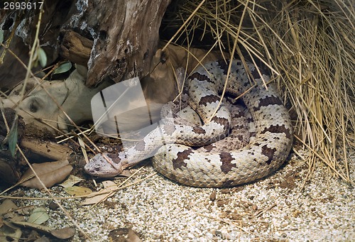 Image of Banded Rock Rattlesnake