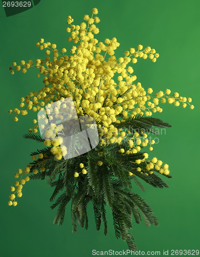 Image of Mimosa Acacia Dealbata