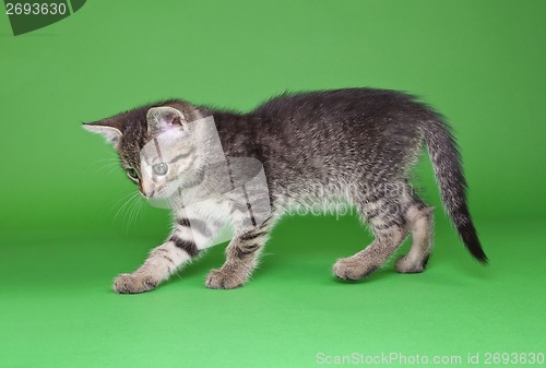 Image of Playful Tabby Cat Cutout