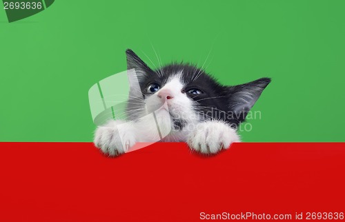 Image of Small Domestic Cat Cutout