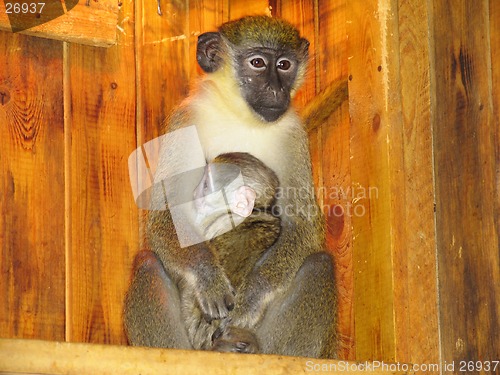 Image of Grivet female and  baby