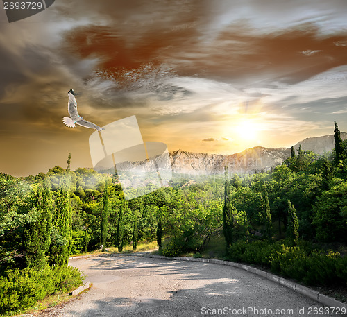 Image of Seagull over the alley