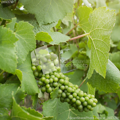 Image of Green grape on vineyard