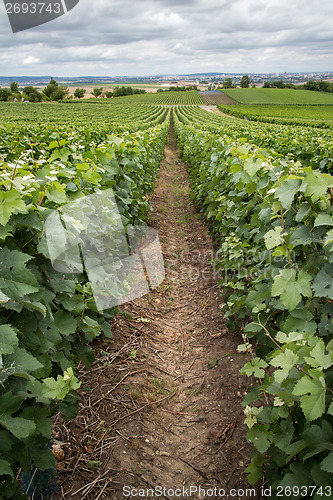 Image of Vineyard landscape, Montagne de Reims, France