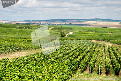 Image of Vineyard landscape, Montagne de Reims, France