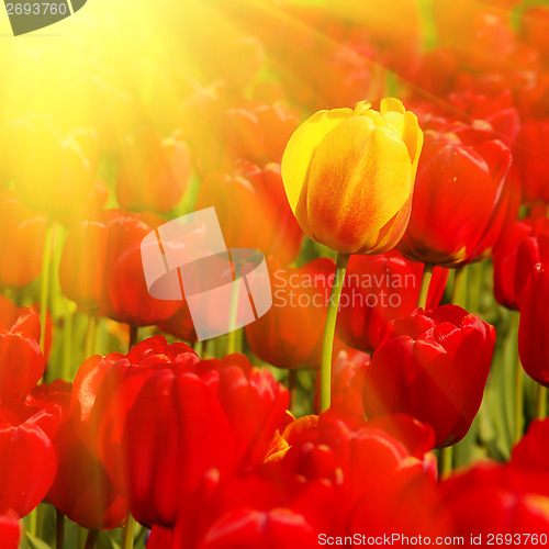 Image of sunny field of tulips