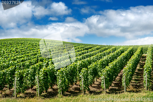 Image of Vineyard landscape, Montagne de Reims, France