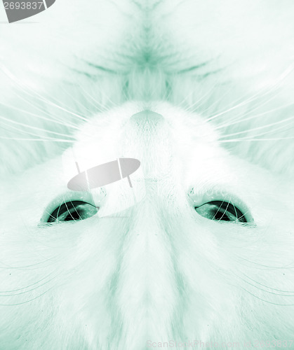 Image of White cat