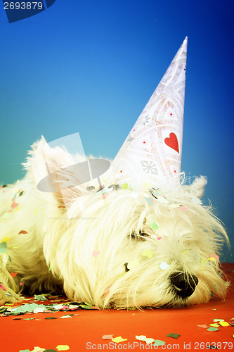 Image of Dog party