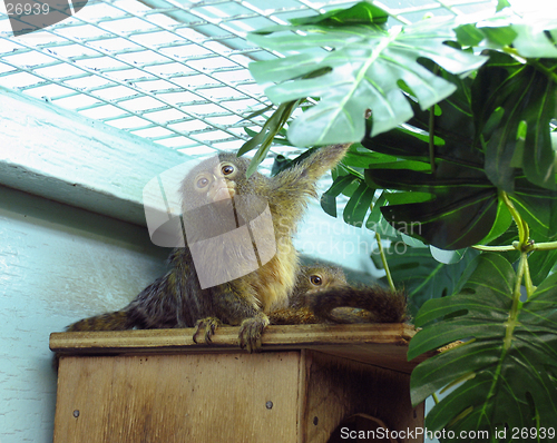 Image of Pygmy marmoset