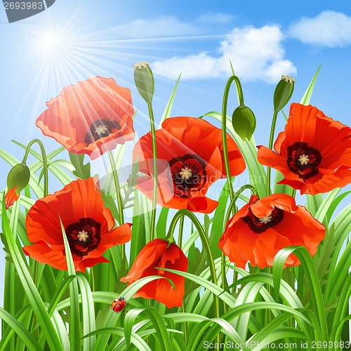 Image of Red poppies in grass., vector