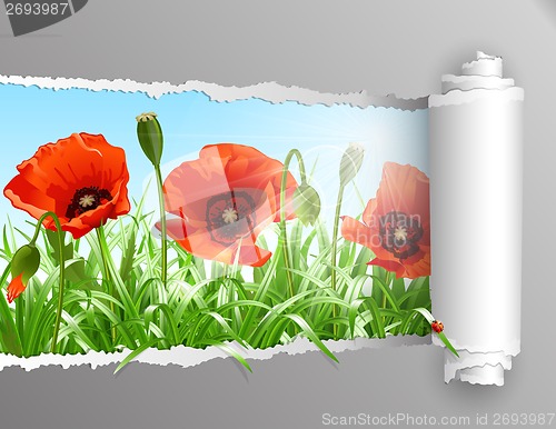 Image of Red poppies in grass with ripped paper ., vector