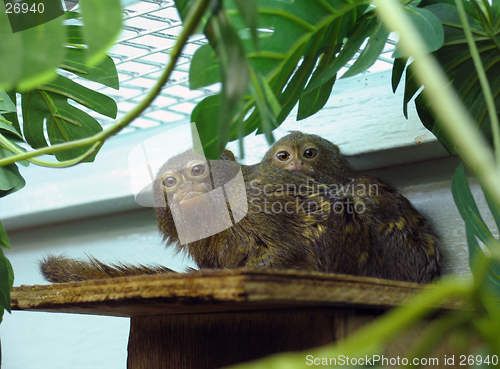 Image of Pygmy marmoset