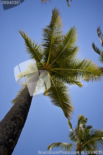 Image of africa front palm highlights