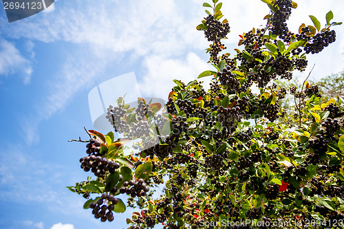 Image of fresh fruits of black chokeberry (aronia) 