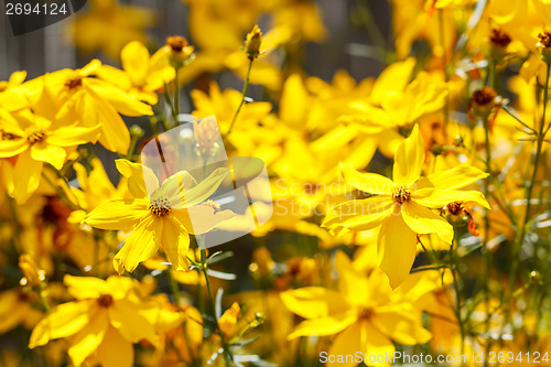 Image of summer flower in garden
