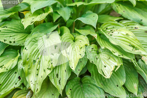 Image of leaves eaten by slugs