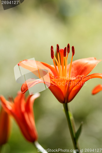 Image of Detail of flowering orange lily