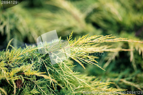 Image of conifer with shallow focus for background