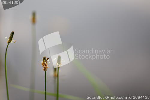 Image of tranquil scene with plantain behind pond