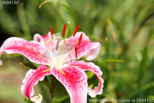 Image of Detail of flowering pink lily