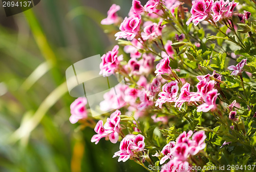 Image of spring flower in garden with shallow focus 