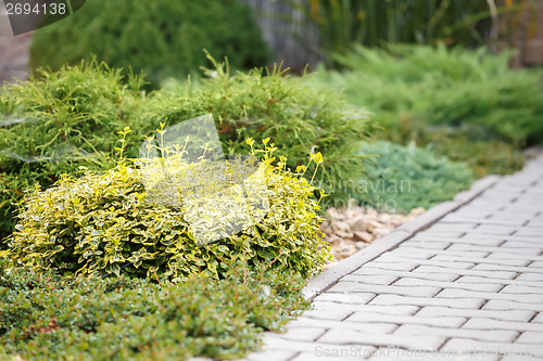 Image of green plants in garden