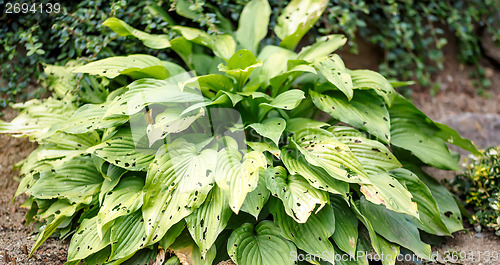 Image of leaves eaten by slugs