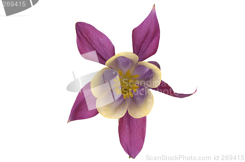 Image of Isolated Columbine