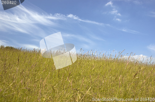 Image of Grass and sky