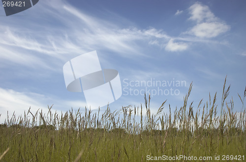 Image of Grass and sky