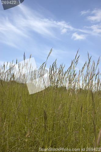 Image of Grass and sky