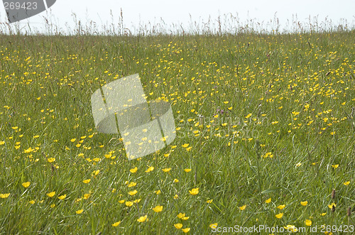 Image of Buttercups