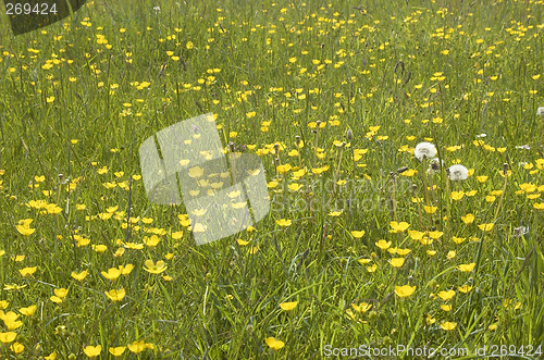 Image of Buttercups