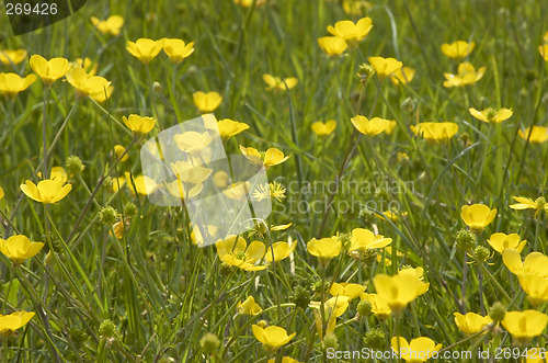 Image of Buttercups