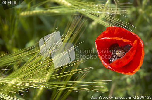 Image of Poppy and Wheat