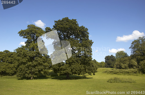 Image of Summer Oaks