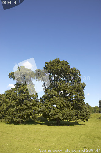 Image of Summer Oaks