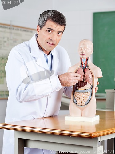 Image of Male Teacher Examining Anatomical Model At Desk