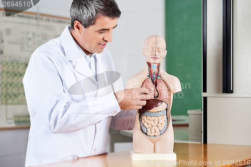 Image of Professor Analyzing Anatomical Model At Desk